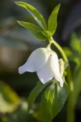 HELLEBORUS niger 'Jacob Royal' - image 3