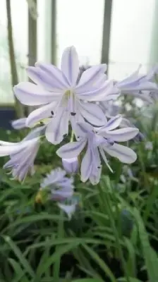 AGAPANTHUS 'Blue Storm' - image 1