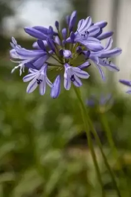 AGAPANTHUS 'Blue Storm' - image 2