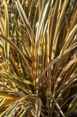 PHORMIUM 'Gold Ray' - image 2