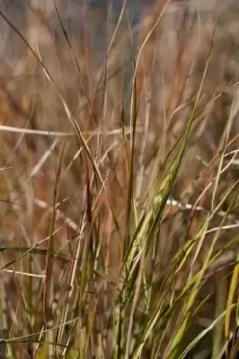 ANEMANTHELE lessoniana - image 3