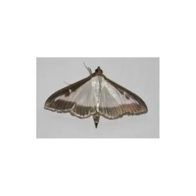 Box Tree Moth Trap - image 2