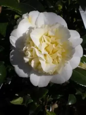 CAMELLIA japonica 'Brushfields Yellow' - image 2