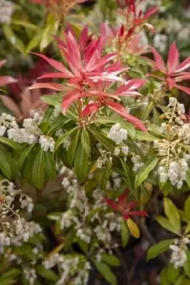 PIERIS 'Forest Flame' - image 1