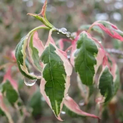 CORNUS alternifolia 'Argentea' - image 2