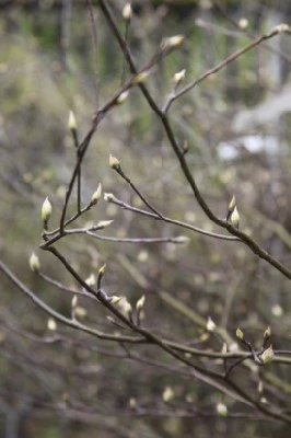 CORNUS alternifolia 'Argentea' - image 3