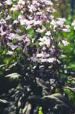 PENSTEMON 'Dark Towers' - image 2