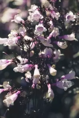 PENSTEMON 'Dark Towers' - image 3