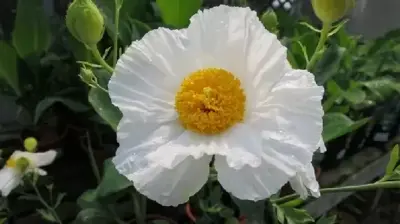 ROMNEYA coulteri - image 2