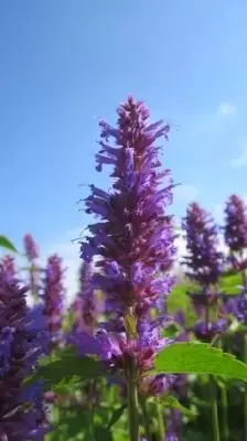 AGASTACHE 'Blue Boa' - image 2