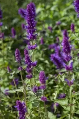 AGASTACHE 'Blue Boa' - image 4