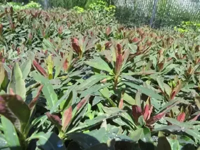 EUPHORBIA amyg 'Purpurea' - image 2
