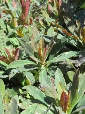 EUPHORBIA amyg 'Purpurea' - image 3