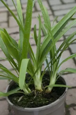 AGAPANTHUS 'Queen Mum' - image 1
