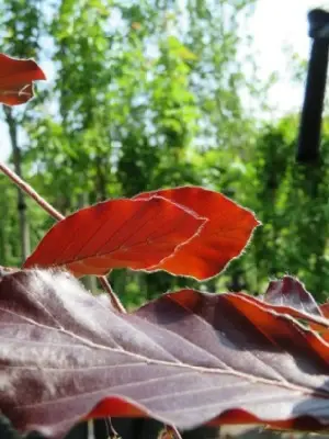 FAGUS sylvatica 'Dawyck Purple' - image 2