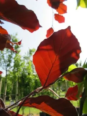 FAGUS sylvatica 'Dawyck Purple' - image 3