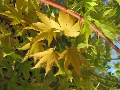 ACER palmatum 'Sango-kaku' - image 2