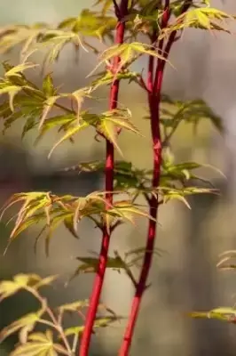 ACER palmatum 'Sango-kaku' - image 4