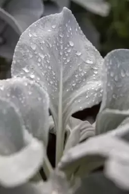 SENECIO 'Angel Wings' - image 3