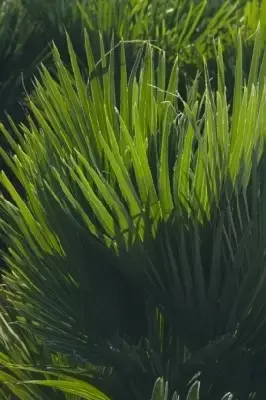 CHAMAEROPS humilis 'Vulcano' - image 2