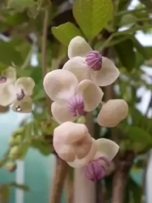 AKEBIA quinata 'Cream Form' - image 2