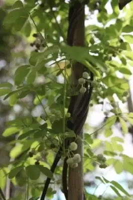 AKEBIA quinata 'Cream Form' - image 3
