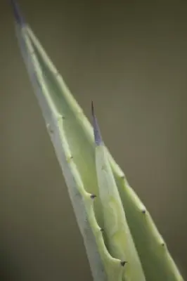 AGAVE americana 'Variegata' - image 3