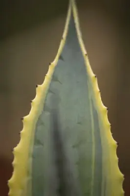 AGAVE americana 'Variegata' - image 4