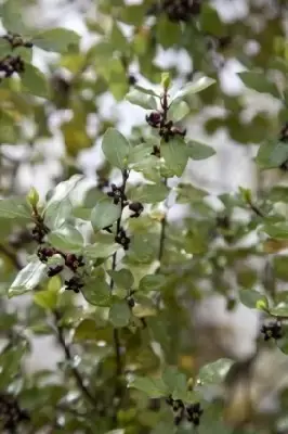 PITTOSPORUM tenuifolium 'Silver Sheen' - image 2