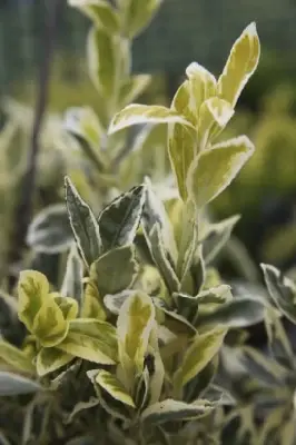 EUONYMUS japonicus 'Bravo' - image 1