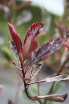 PHOTINIA x fraseri 'Pink Marble' - image 3