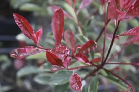 PHOTINIA x fraseri 'Pink Marble' - image 4