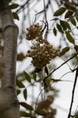 SORBUS 'White Wax' - image 2