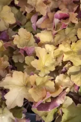 HEUCHERA 'Caramel' - image 2