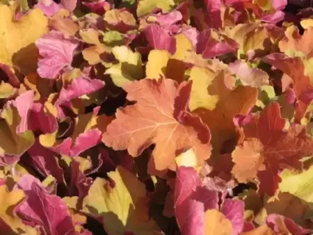 HEUCHERA 'Caramel' - image 3