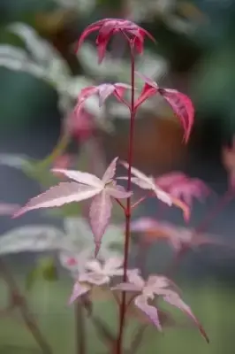 ACER palmatum 'Deshojo' - image 6