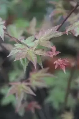 ACER palmatum 'Deshojo' - image 2