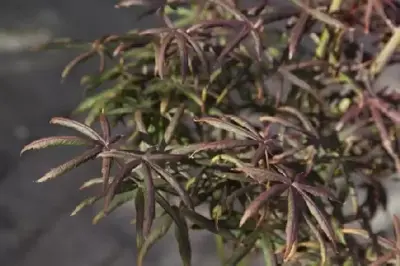 ACER palmatum 'Starfish' - image 5