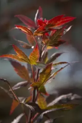 ACER palmatum 'Starfish' - image 3