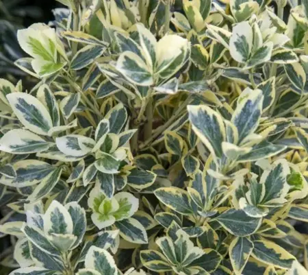 EUONYMUS japonicus 'Bravo' - image 2