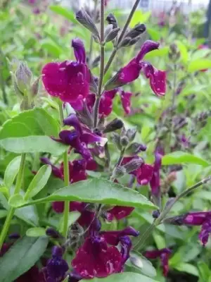 SALVIA x jamensis 'Nachtvlinder' - image 2