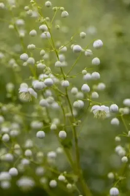 THALICTRUM 'Splendide White' - image 3
