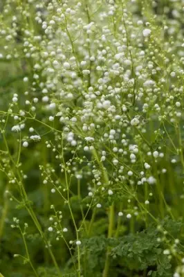 THALICTRUM 'Splendide White' - image 4
