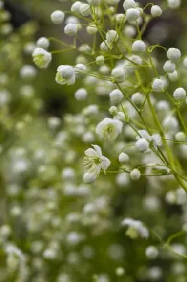 THALICTRUM 'Splendide White' - image 2