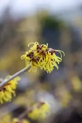 HAMAMELIS x intermedia 'Pallida' - image 5