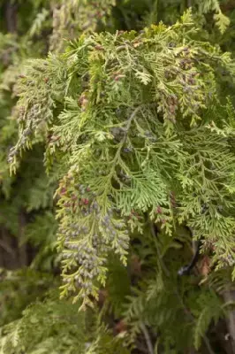 CHAMAECYPARIS lawsoniana 'Howarth's Gold' - image 2