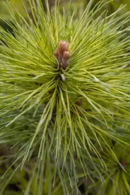 PINUS nigra 'Pierrick Bregeon' - image 1