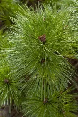 PINUS nigra 'Pierrick Bregeon' - image 2