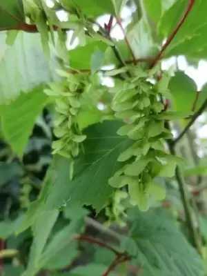 ACER davidii - image 4