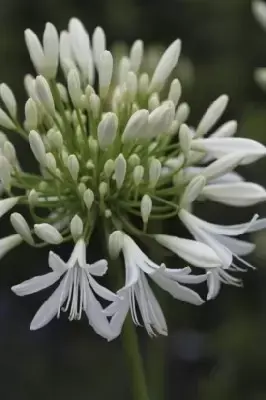 AGAPANTHUS africanus 'Albus' - image 2